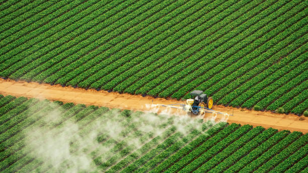Best Local Pest Control Services  in Privateer, SC